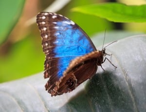 black white and blue butterfly thumbnail