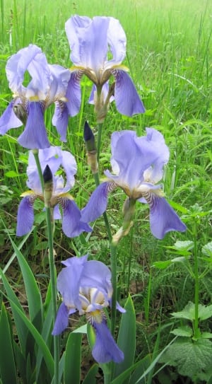 purple iris during daytime thumbnail