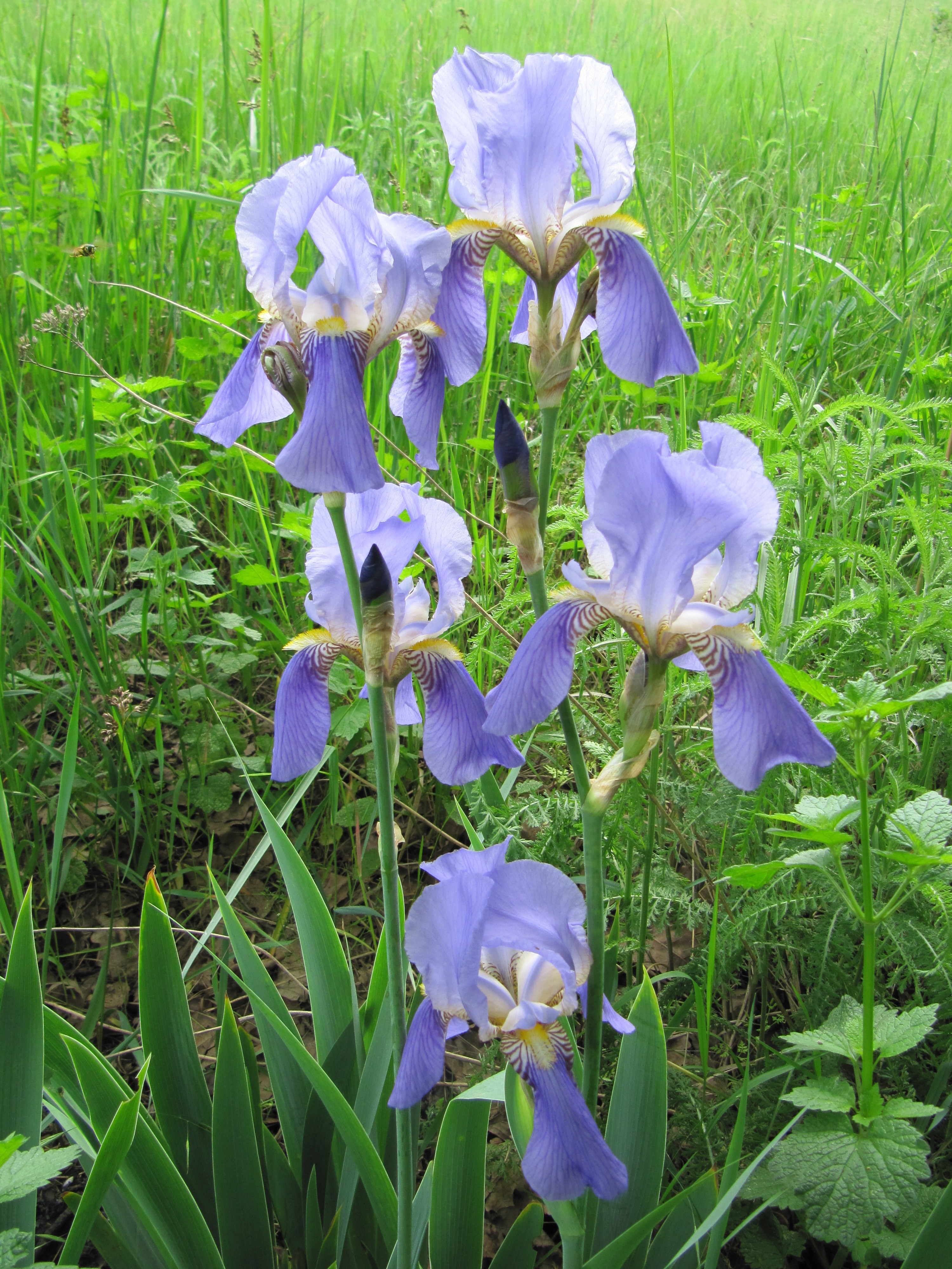 purple iris during daytime