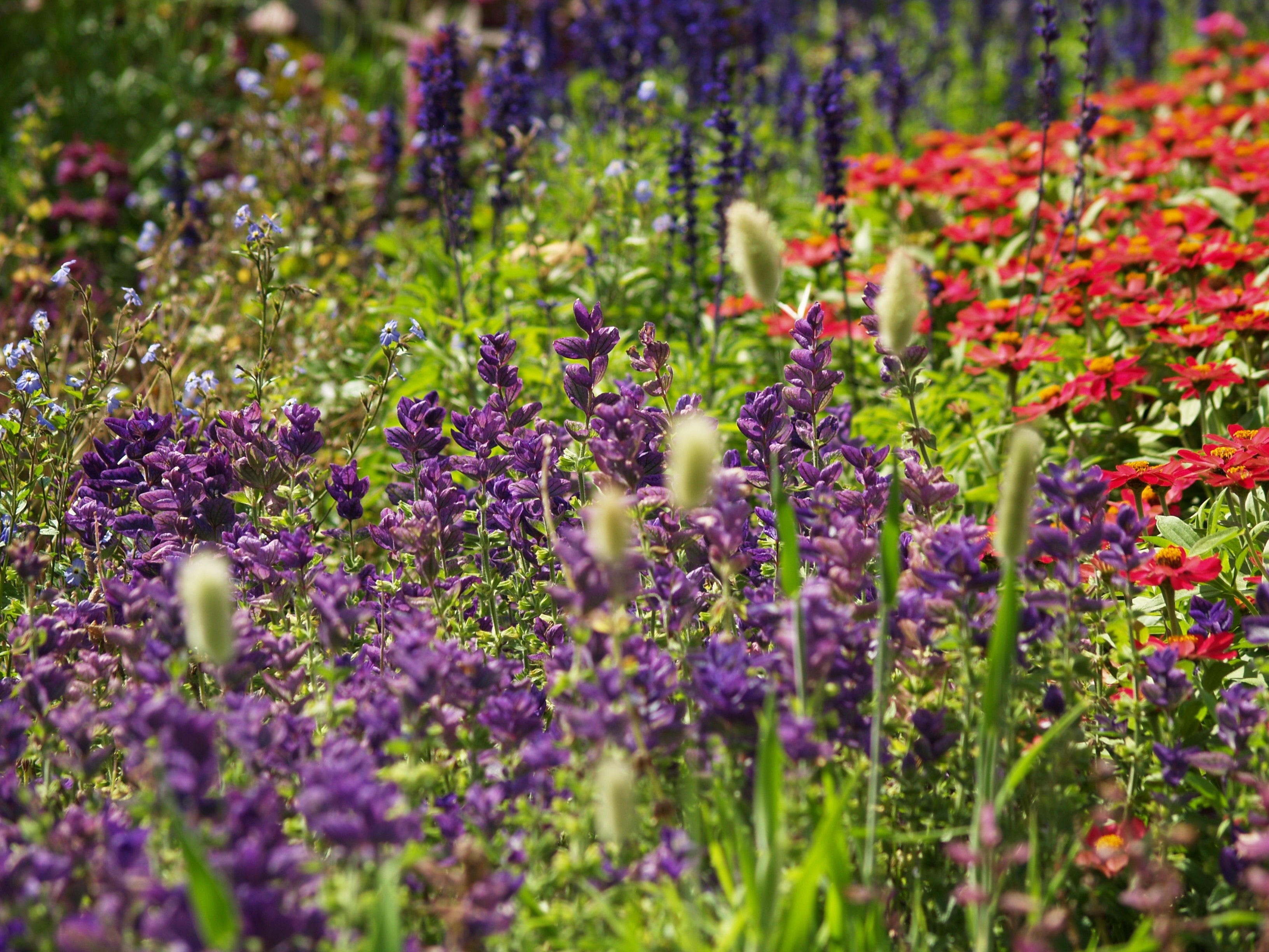 purple and red flowers