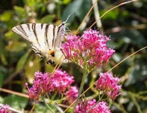white and black butterfly on pink flowers thumbnail