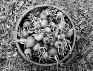 gray scale root crop lot thumbnail