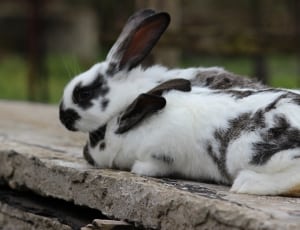 2 black and white bunnies thumbnail