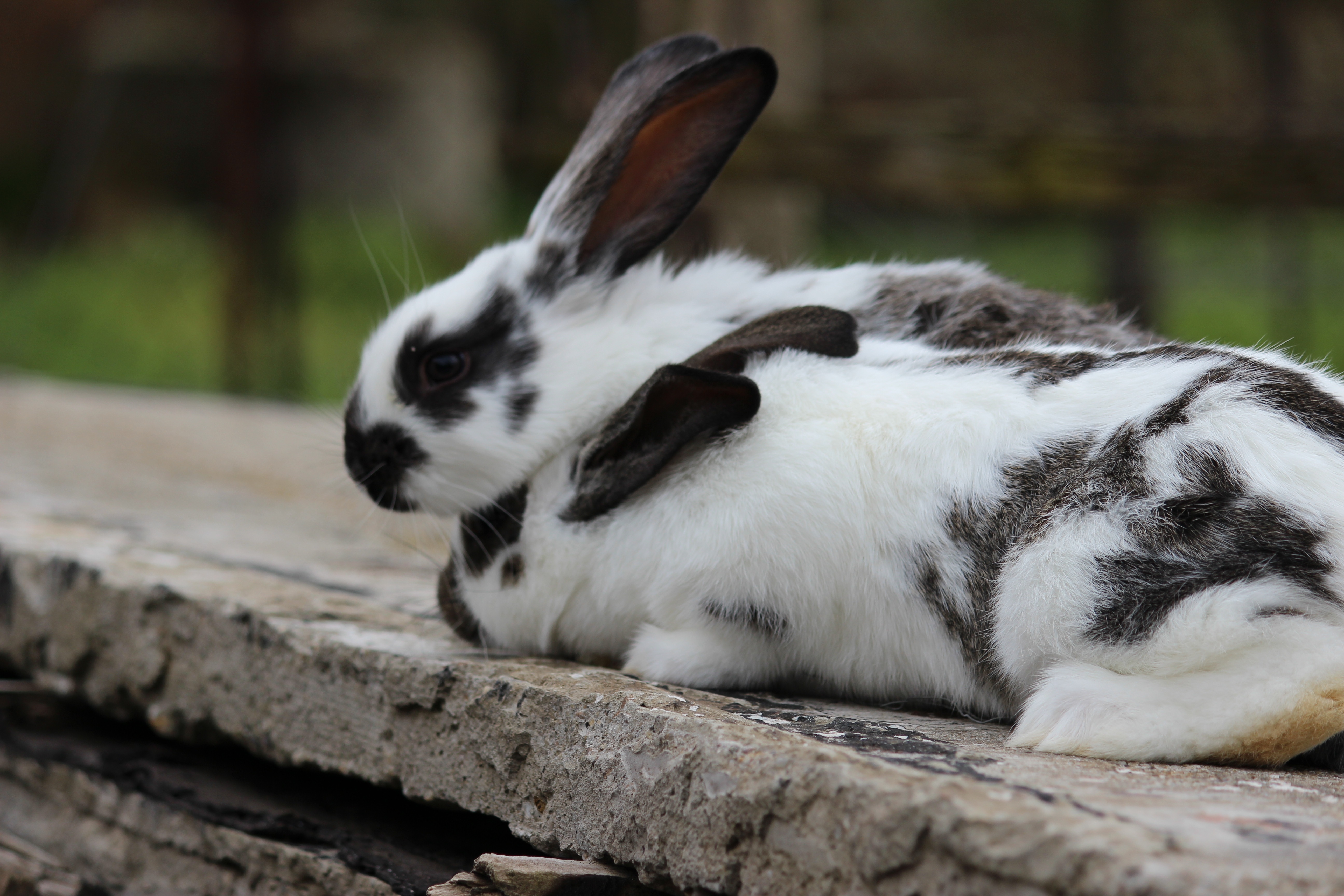 2 black and white bunnies