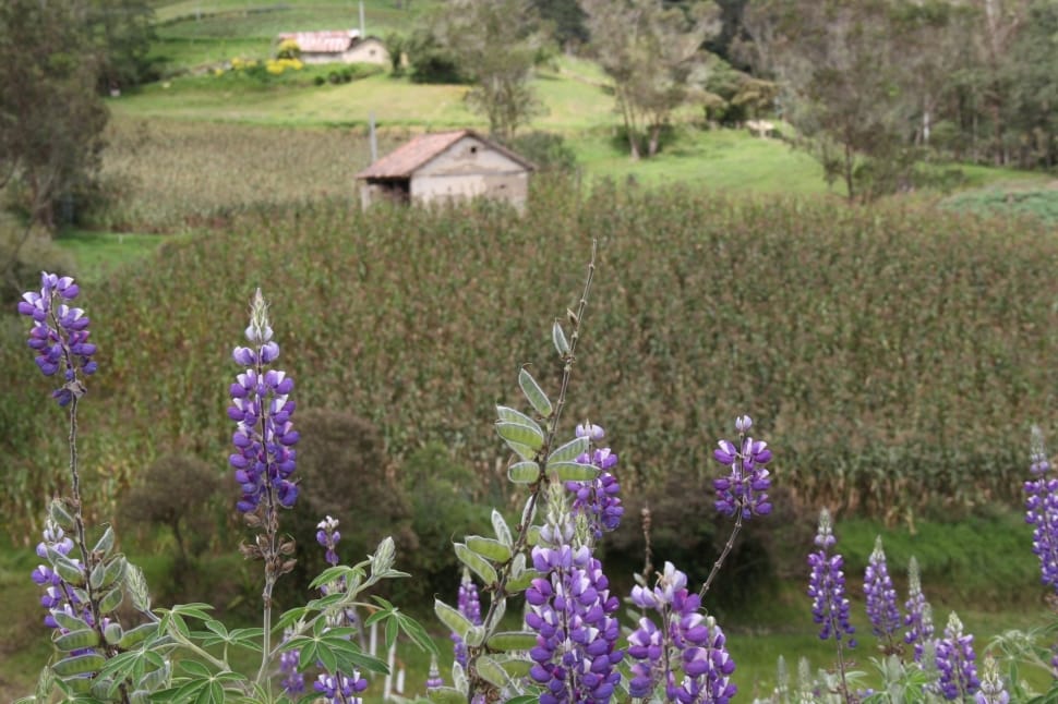 purple texas bluebonnet flower plant preview