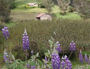 purple texas bluebonnet flower plant thumbnail