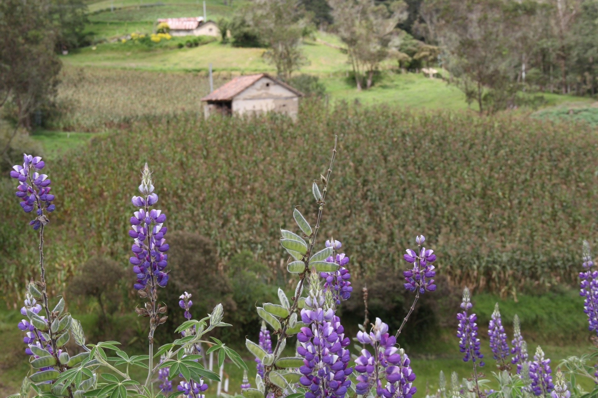 purple texas bluebonnet flower plant