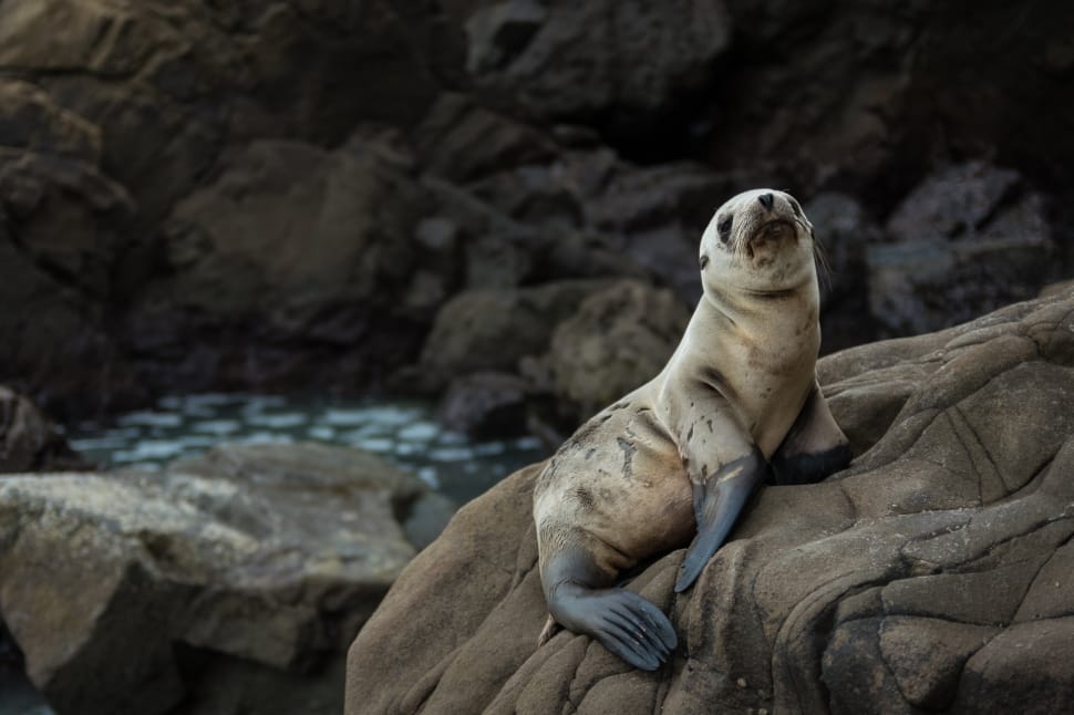 selective focus photo of sea lion on the rock preview