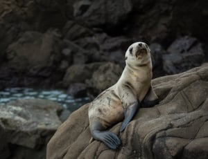 selective focus photo of sea lion on the rock thumbnail