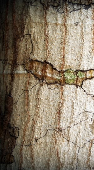brown tree trunk thumbnail