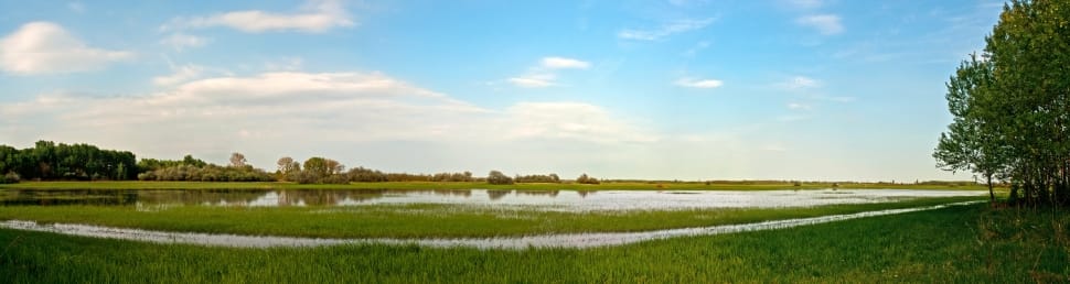 green rice plant farm preview