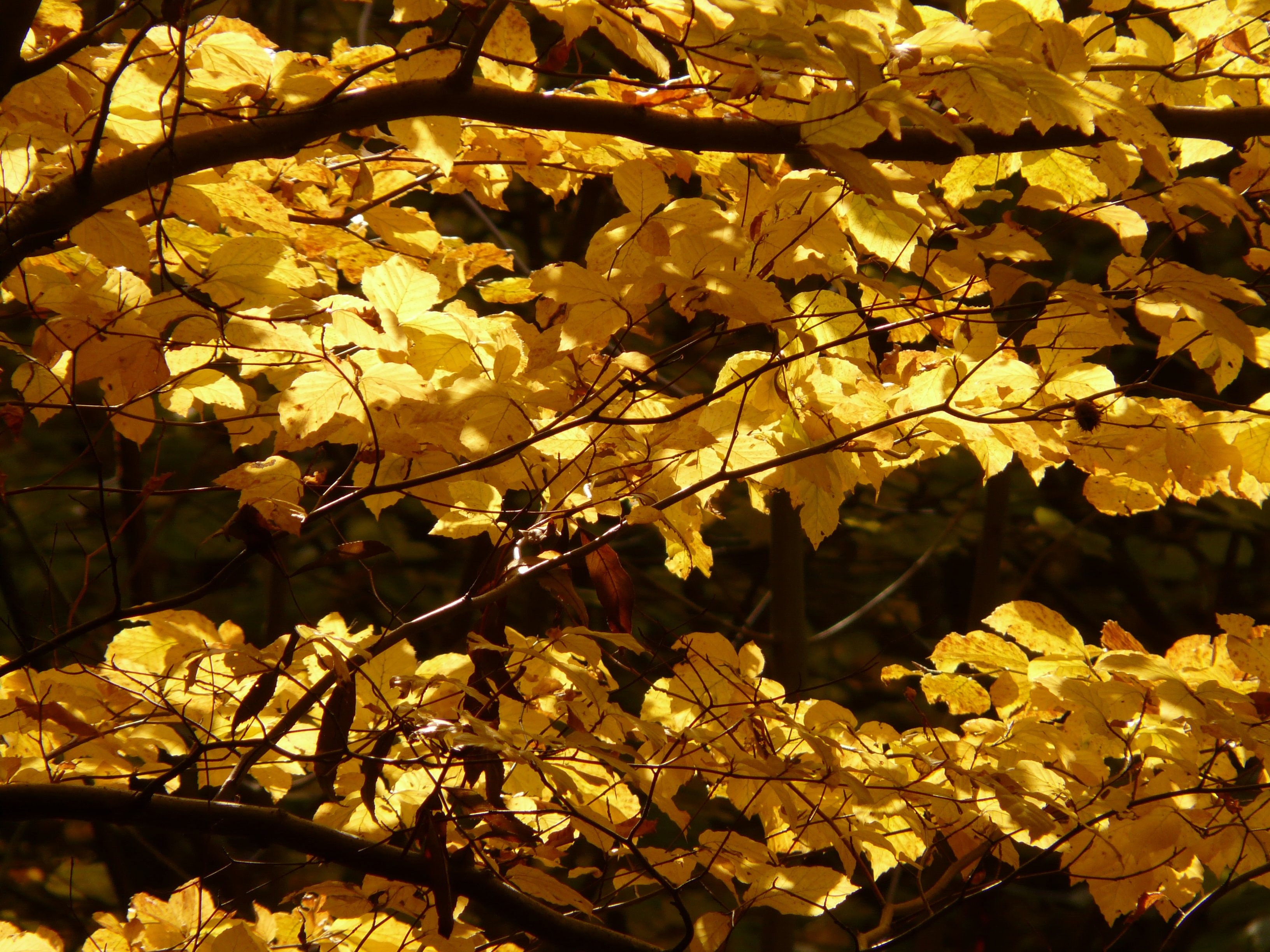 brown leaf tree with sun raise