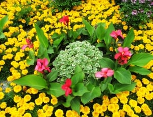 pink canna lilies with yellow marigolds plants thumbnail