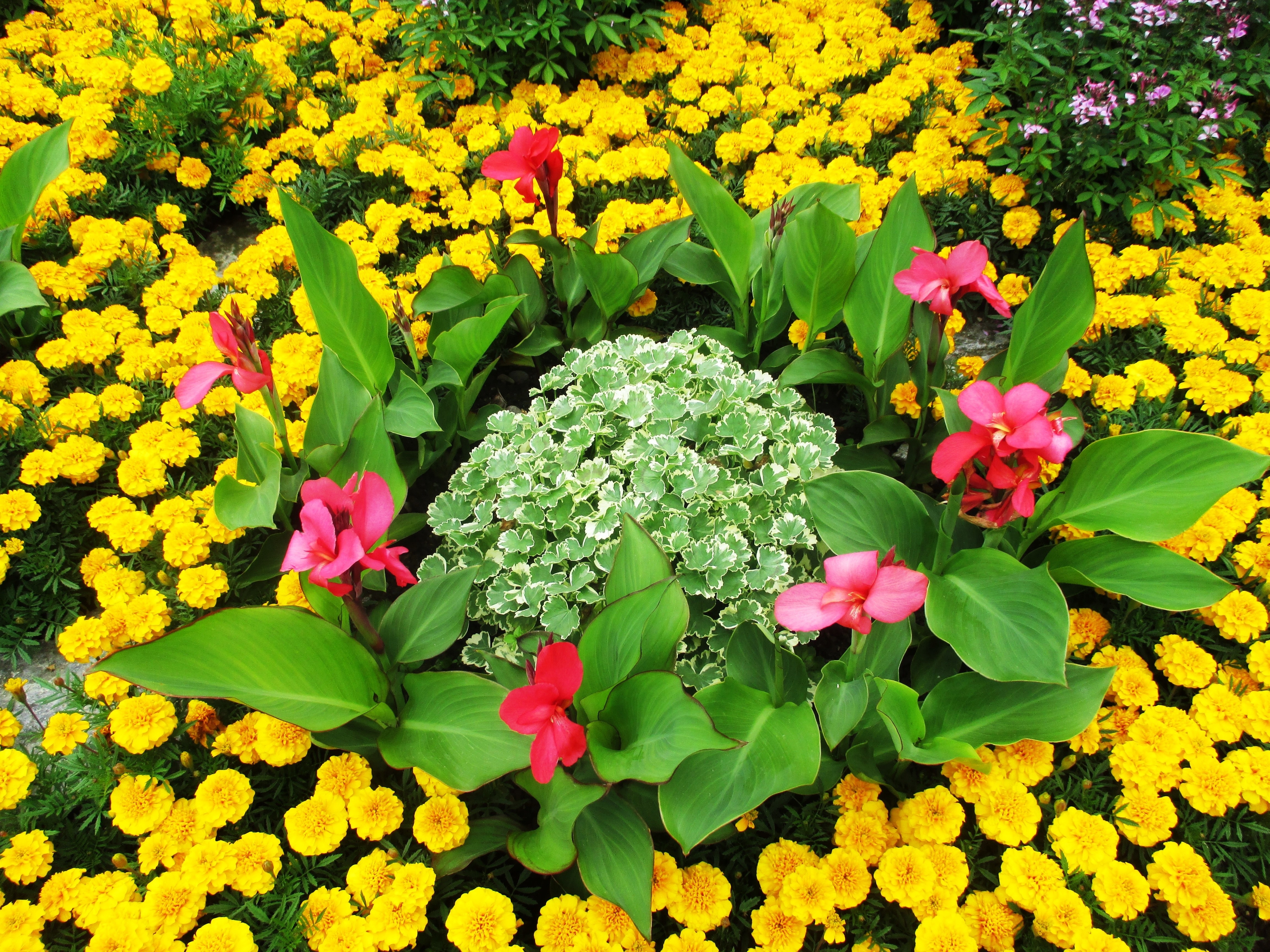 pink canna lilies with yellow marigolds plants