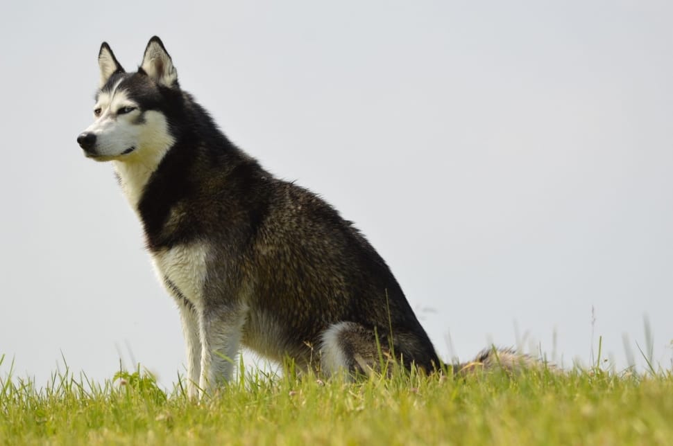 photography of white and black Siberian Husky dog on top of green grass preview