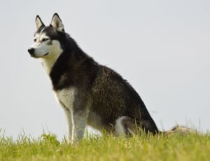 photography of white and black Siberian Husky dog on top of green grass thumbnail