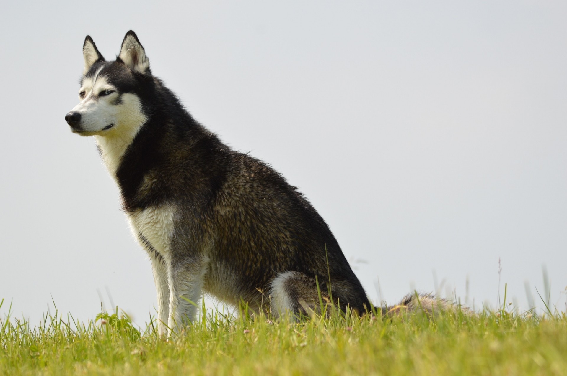 photography of white and black Siberian Husky dog on top of green grass