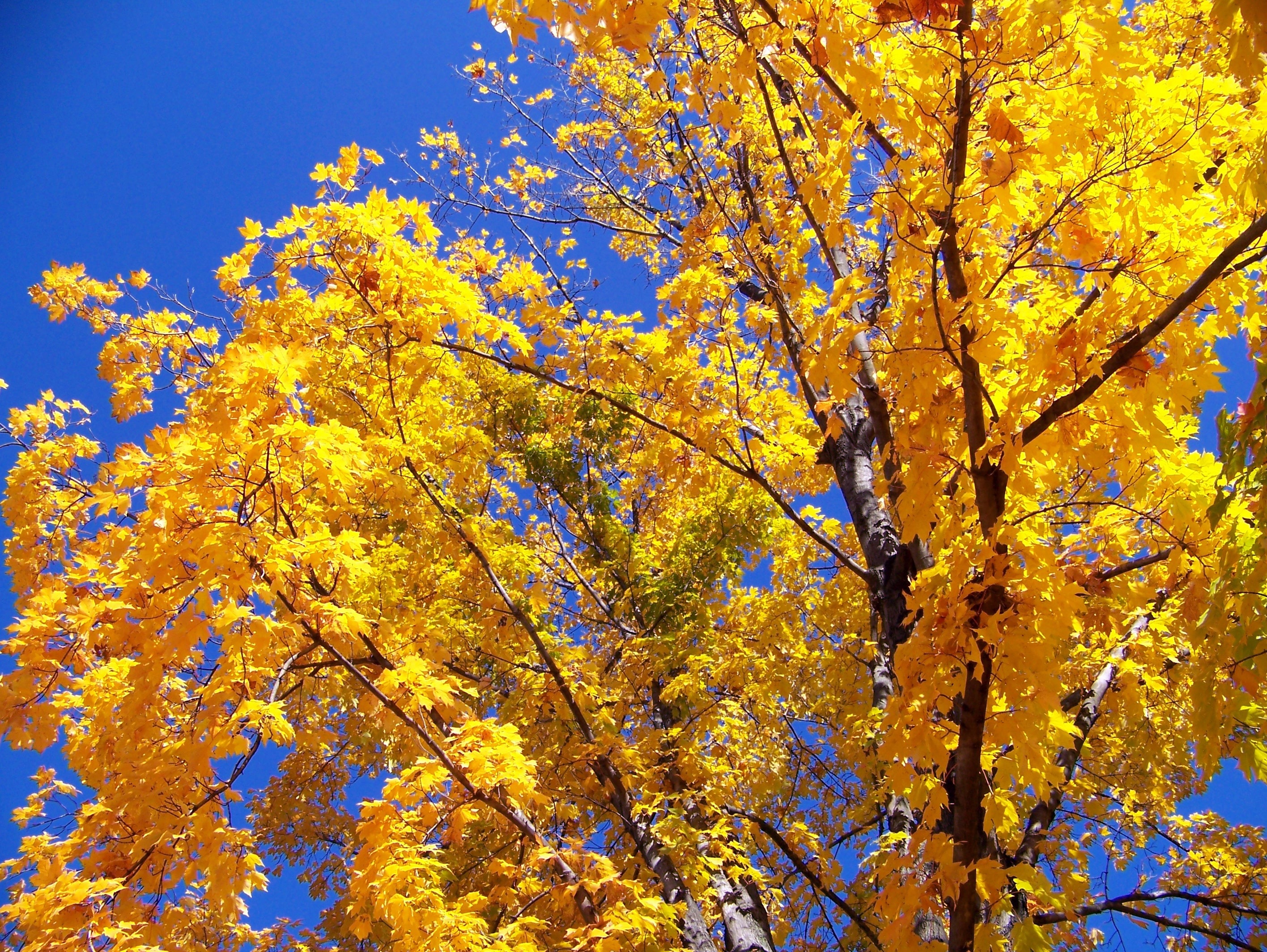 Осенния деревья на голубом небе