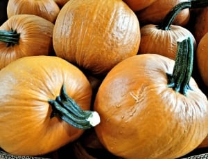 orange pumpkin lot thumbnail