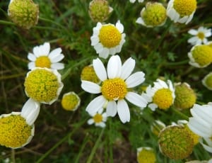 white and yellow petaled flower thumbnail