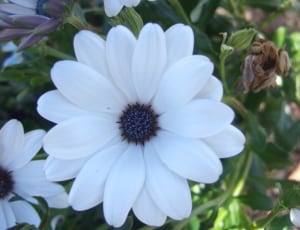 white flower with purple center thumbnail