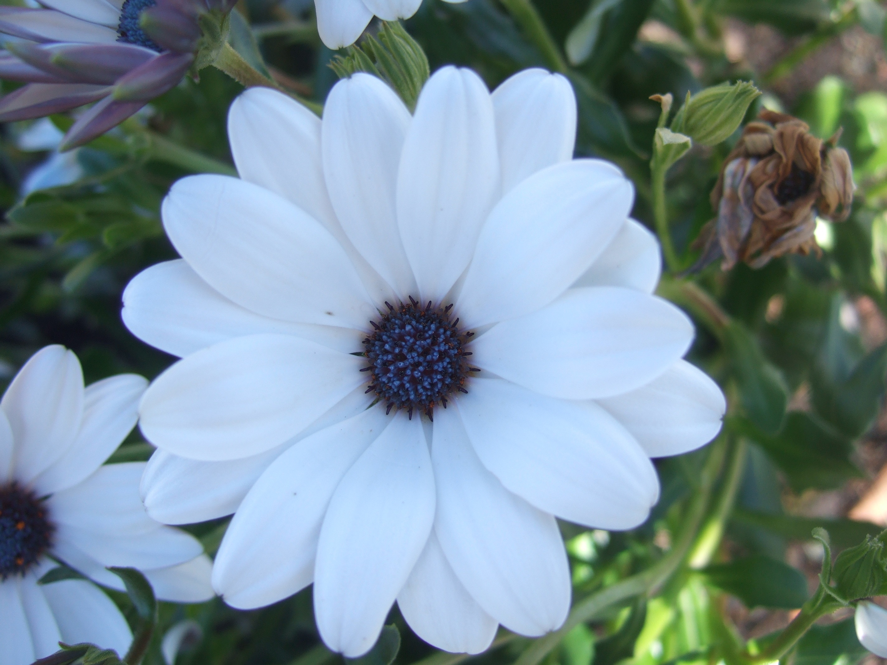 white flower with purple center