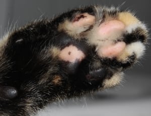 black, white and brown animal paw thumbnail