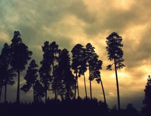 silhouette photo of trees during golden hour thumbnail