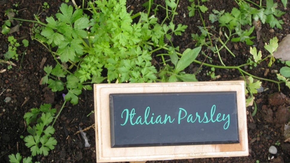 Italian Parsley signage preview