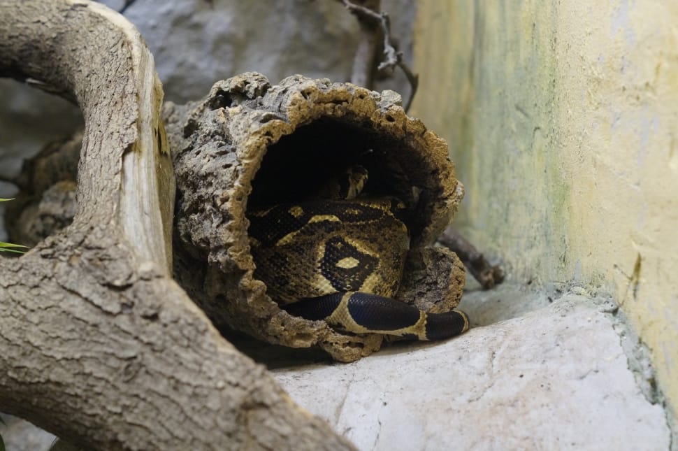 ball phyton in tree trunk preview