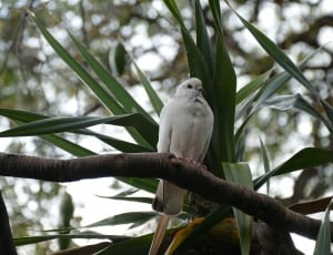 white feathered bird thumbnail
