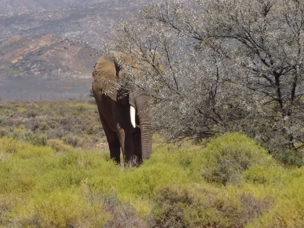 photo of elephant on grass beside bare trees preview