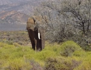 photo of elephant on grass beside bare trees thumbnail