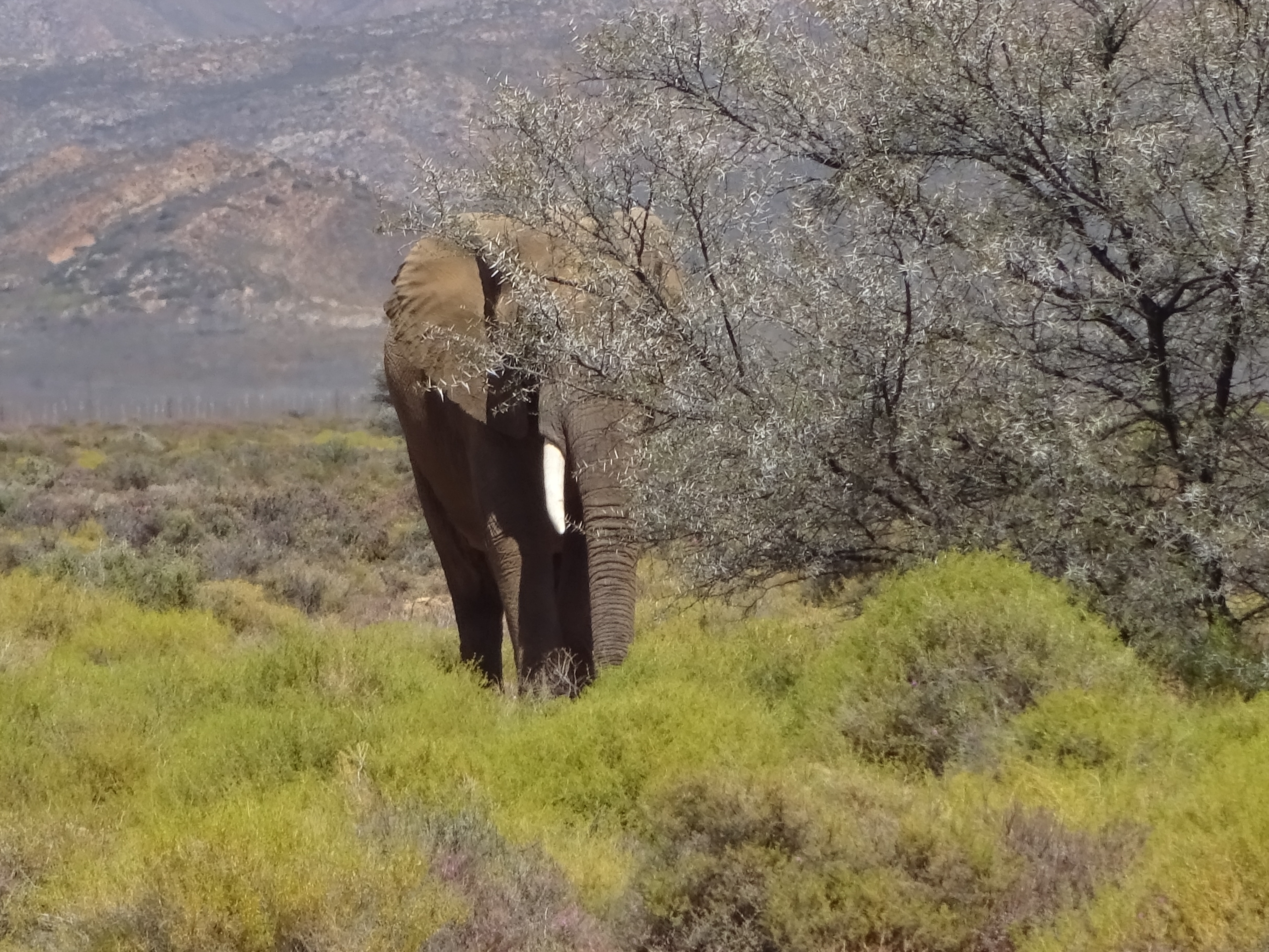 photo of elephant on grass beside bare trees