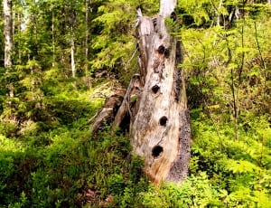 brown tree trunk and green trees thumbnail