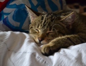 gray tabby cat lying on white textile thumbnail