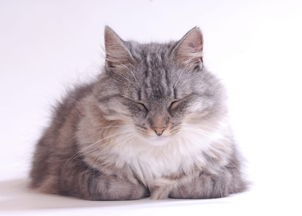 white and grey tabby cat preview