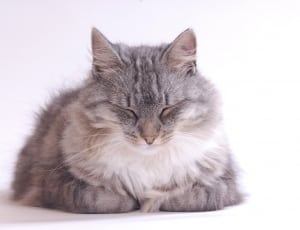 white and grey tabby cat thumbnail