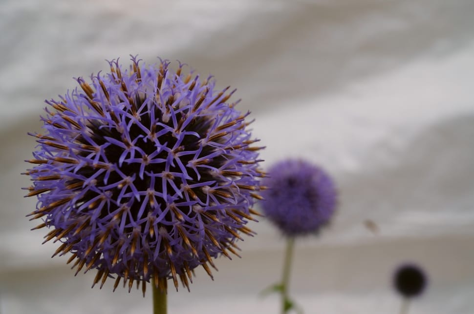Thistle, Globe Thistle, Flower, Plant, purple, flower preview
