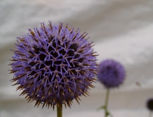 Thistle, Globe Thistle, Flower, Plant, purple, flower thumbnail