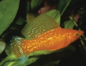 orange fish thumbnail