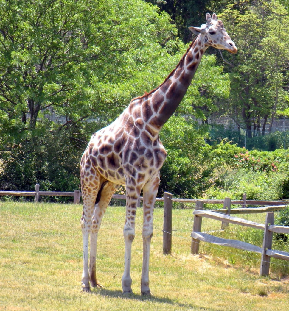 giraffe preview