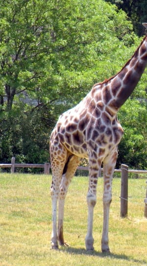 giraffe thumbnail