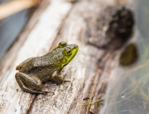 green frog on brown wooden log thumbnail