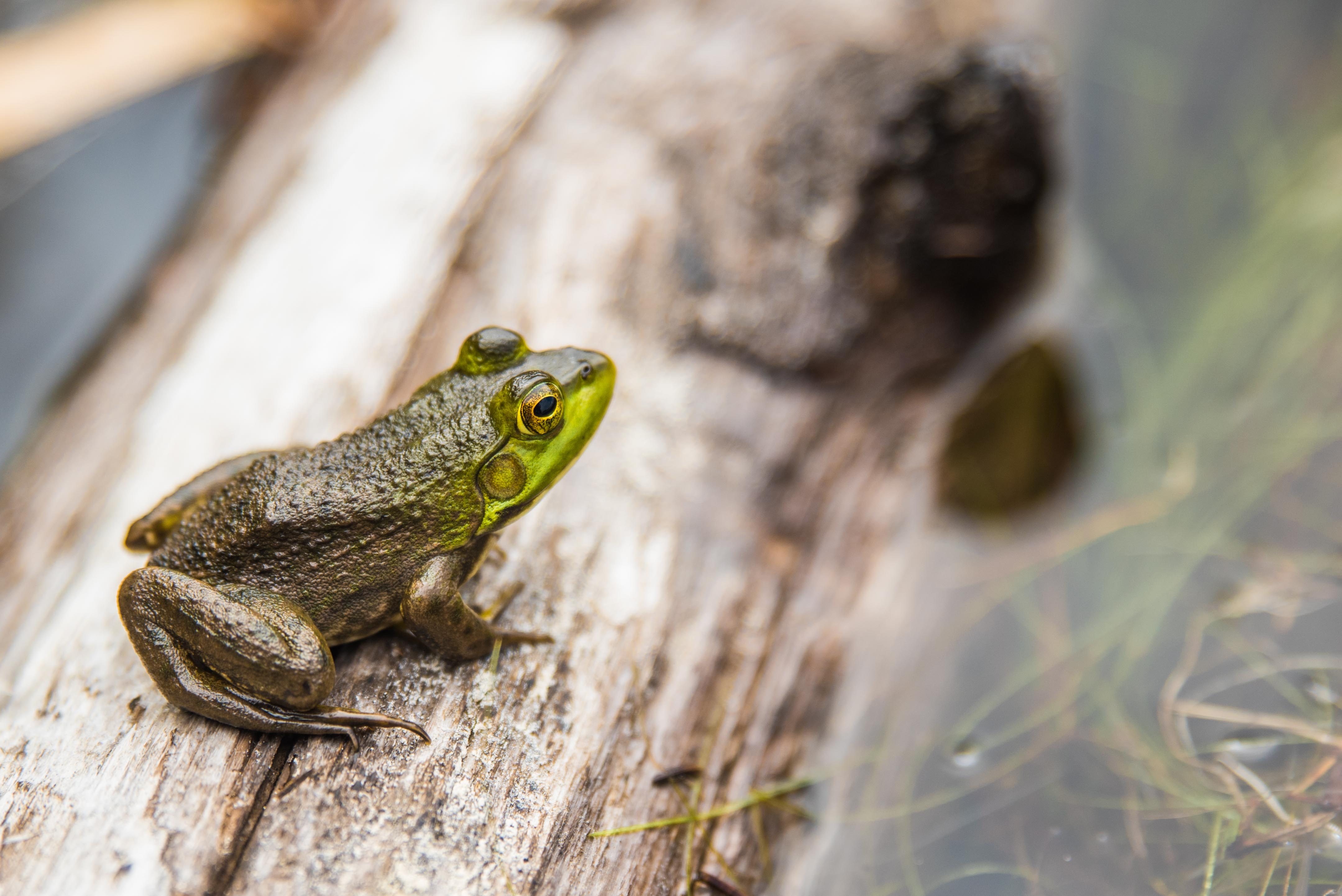 green frog on brown wooden log