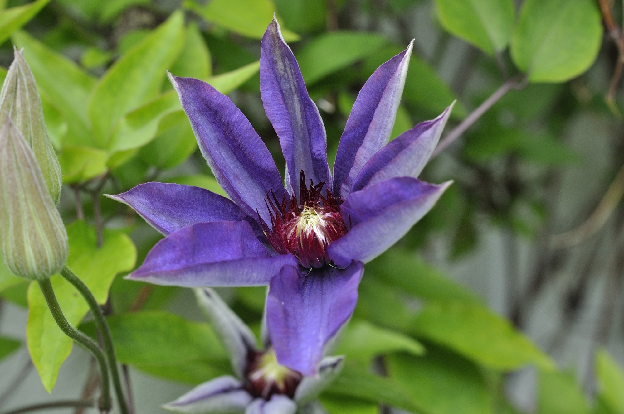 purple and maroon flower