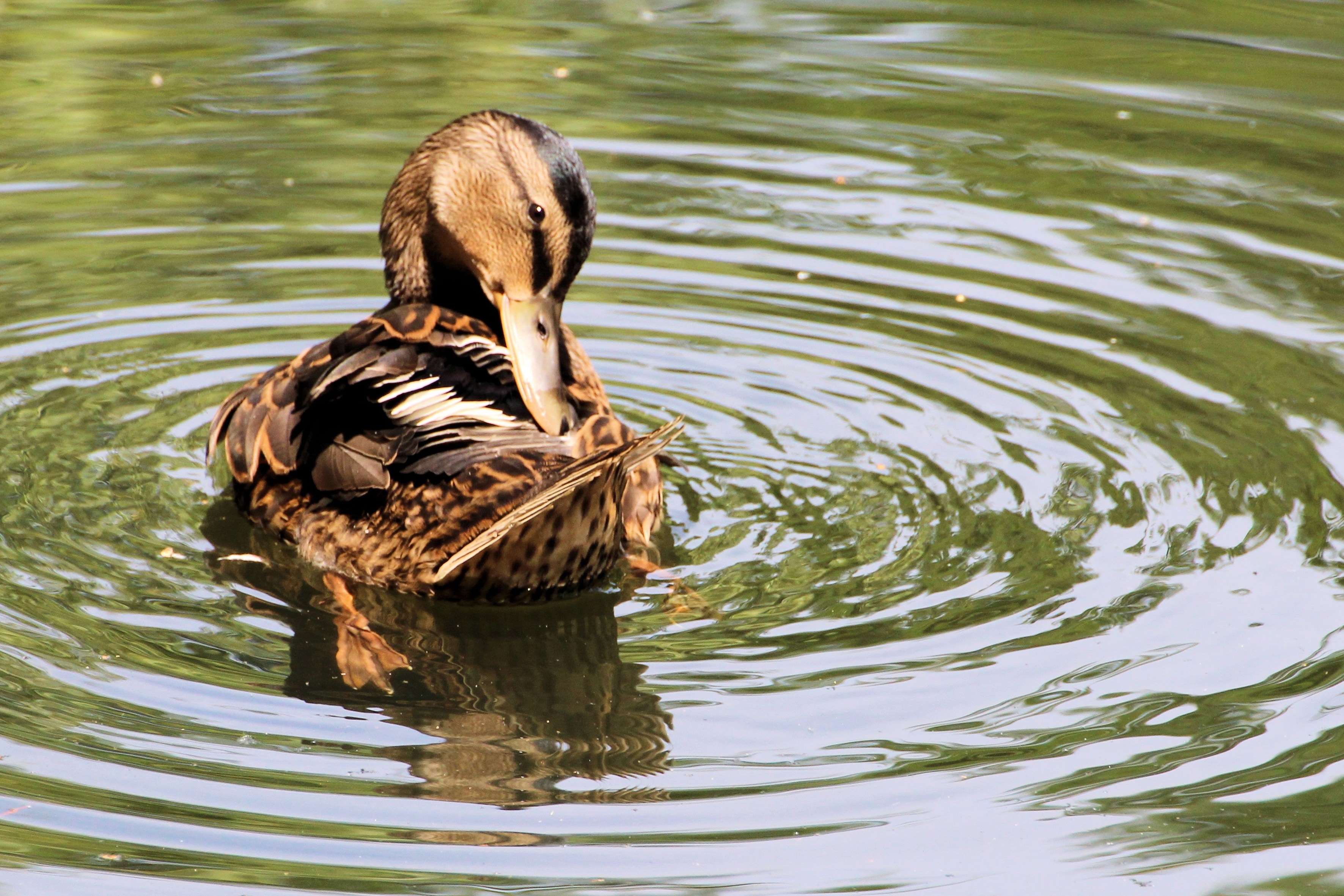 brown and black duck