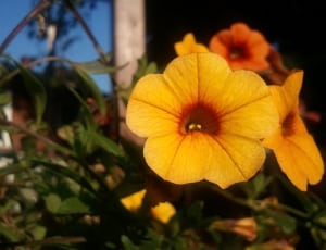 yellow petunia thumbnail