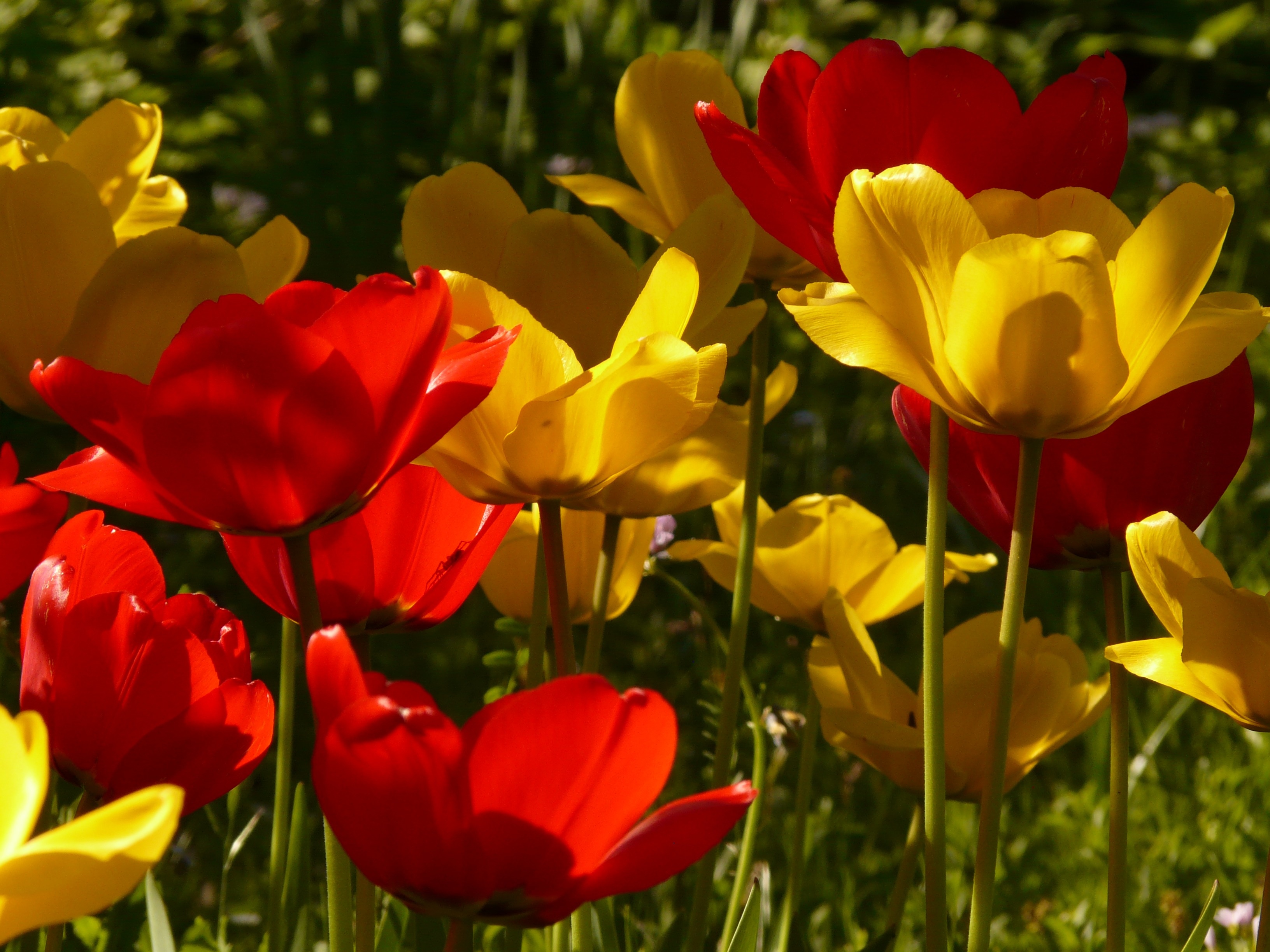red and yellow petaled flowers