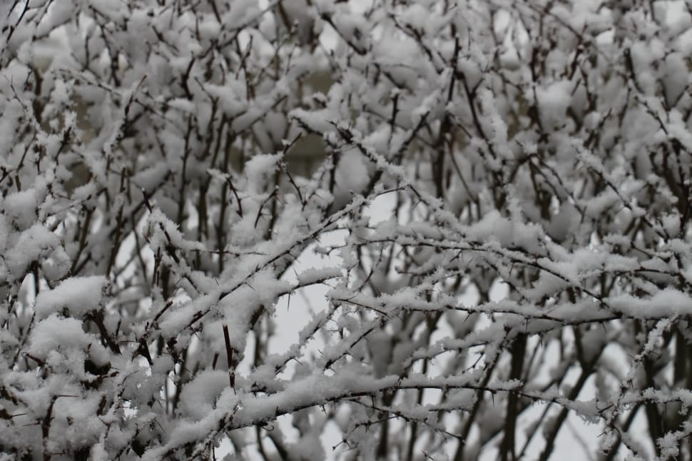 black tree branches with snow preview